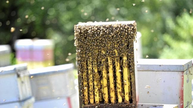Australian Bee Congress: A buzz for bees