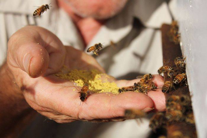 Why do some Sydney councils encourage urban beekeeping but avoid handling complaints?