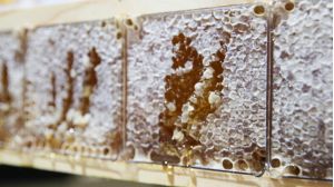 Sweet as: The rise and rise of West Australian honey