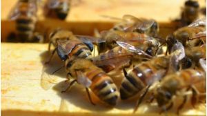 More than 150,000 bees move into inner-Brisbane suburb