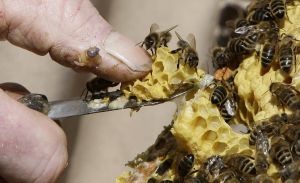 Sweet focus on future proofing pollination services at return of Australian Bee Congress